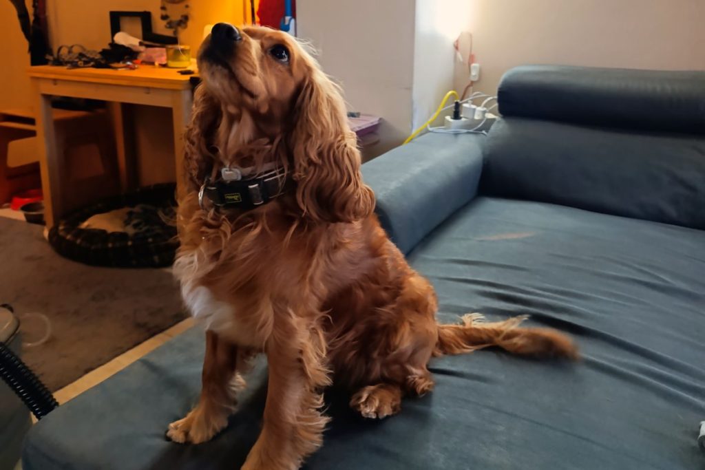 Σπίτια με Κατοικίδια